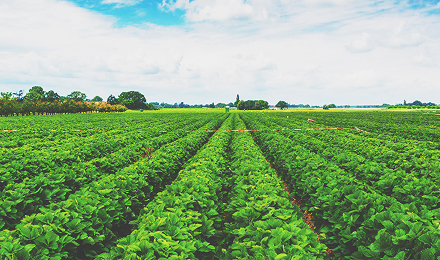 畜産・漁業・農業